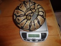 norm2scale.jpg