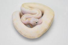 updated pastel ivory.JPG