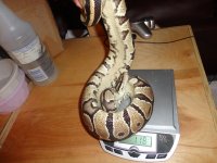 pythons 018.jpg