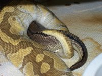 Enchi Lesser x Pin (2).jpg