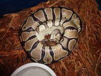 pythons 019.jpg