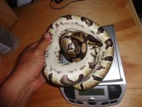 pythons 023.jpg