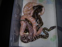 Albino's and Albino crosses 020.jpg