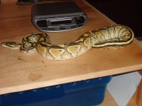 pythons 030.jpg