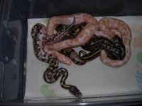 Albino's and Albino crosses 021.jpg