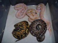 Albino's and Albino crosses 024.jpg