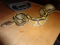 pythons 031.jpg