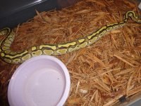 pythons 034.jpg