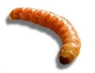 butterworm.jpg