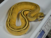 super-pastel-genetic-stripe-female-11-213.jpg