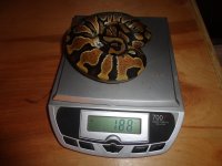 dinkfemscale.jpg