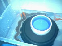 File snake.jpg