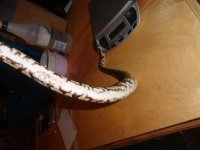 pythons 053.jpg