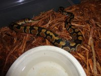 pythons 054.jpg