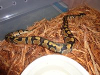pythons 055.jpg