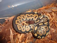 pythons 048.jpg