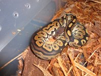 pythons 047.jpg