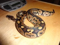 pythons 043.jpg