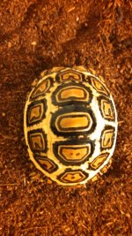 IMG_20130217_130415_589.jpg