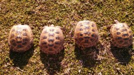 IMG_20130214_154738_266.jpg