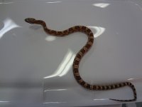 snake (1).jpg