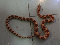 snake (2).jpg