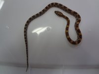 snake (3).jpg