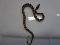 snake (4).jpg