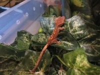 Baby Crested Gecko 1.JPG