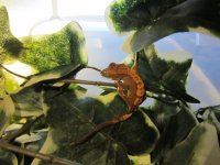 Baby Crested Geckos 3.JPG
