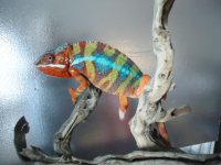 Otter Pop 055.JPG