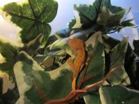 Baby Crested Geckos 5.JPG