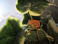 Baby Crested Geckos 4.JPG