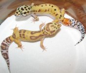 Leos Tremper n tang 11-24-12.jpg