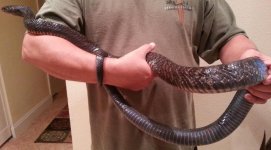 Large Male 1.jpg