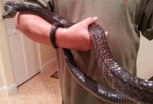 Large Male 3.jpg