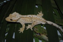 DSC_0833.jpg