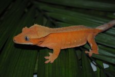 DSC_0652.jpg
