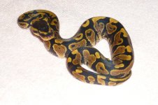 P1050526.jpg