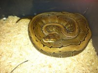 IMG_2547.jpg