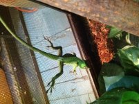 Cuban Knight Anoles (1).jpg