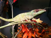 Cuban Knight Anoles (2).jpg