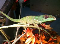 Cuban Knight Anoles (3).jpg