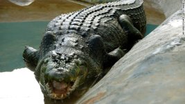 lolong-crocodile-philippines.jpg