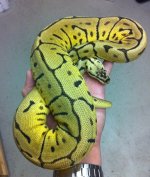 bb leopard 850g.JPG
