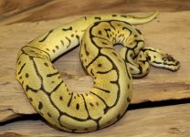 bb leopard 500g.JPG