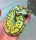 bb leopard 250g.JPG