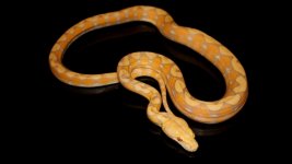 0001049_lavender_sunfire_550.jpg