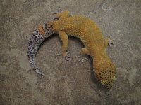 Male Tangerine (2).jpg
