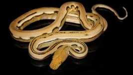 0001046_suntiger_genetic_stripe_550.jpg